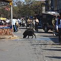 świnie na ulicy w Indiach są tak powszechne jak w Polsce gołębie, żywiasie nimi tylko najniższe warstwy społeczne, innymi słowy to obciach zjeść golonke