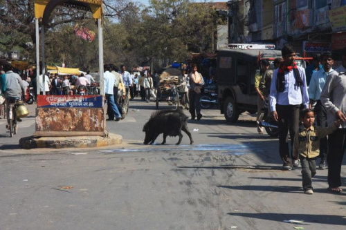 świnie na ulicy w Indiach są tak powszechne jak w Polsce gołębie, żywiasie nimi tylko najniższe warstwy społeczne, innymi słowy to obciach zjeść golonke
