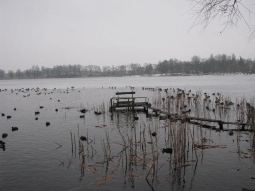 Jezioro Kuchenne w Międzychodzie