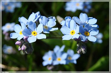 #kwiaty #niezapominajki #ogród #wiosna