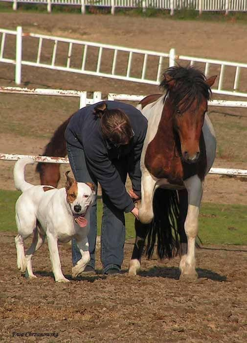 2008.10.26 Konie w Stodołach