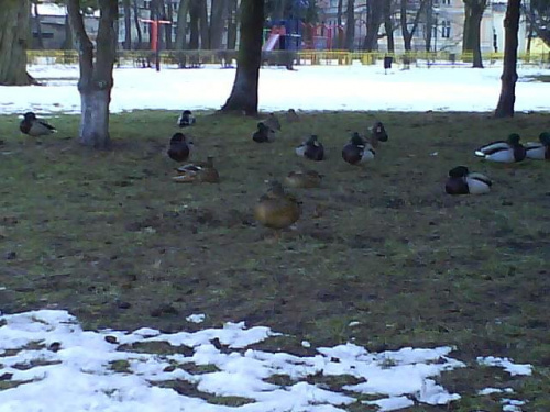 #kaczki #park #kaczka #drzewa #śnieg #zwierzę #drzewo #zima