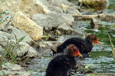 Młode Łyski na rybaczówce w Strzelcach Opolskich. #Łyski