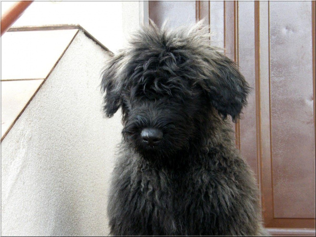 LOOSER BUM BUM CHUCHO
bouvier des flandres