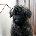 LOOSER BUM BUM CHUCHO
bouvier des flandres