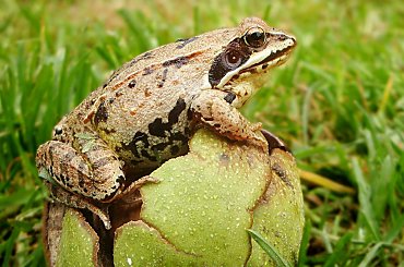 odrobinki lata ;D #żaba #makro #płaz