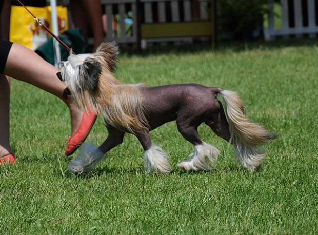 CACIB Leszno 2011