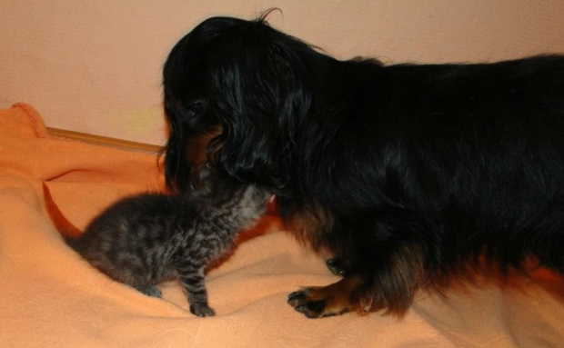 Koty do adopcji #DoAdopcji #zwierzęta