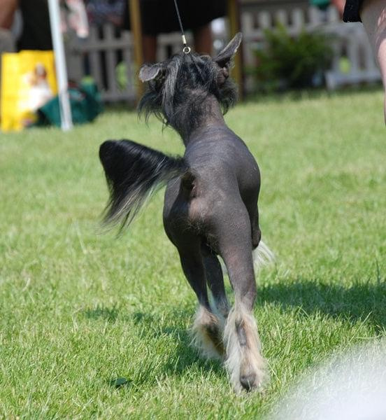 CACIB Leszno 2011