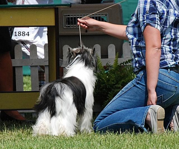 CACIB Leszno 2011