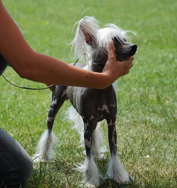 CACIB Leszno 2011