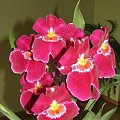 Miltonia