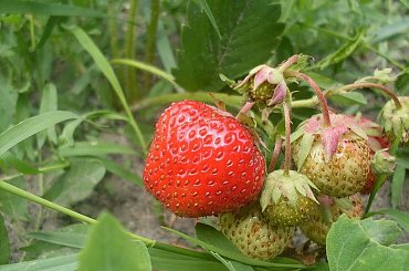 Truskawki #roślina #truskawki