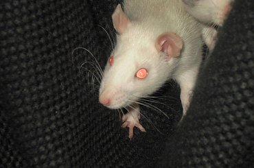 hAśki #rat #rats #szczur #szczury