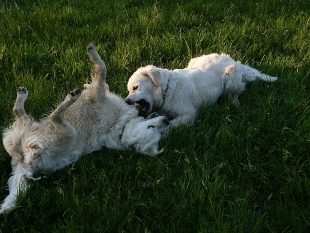 Brutus i Duffel, Park Bródnowski, 2011