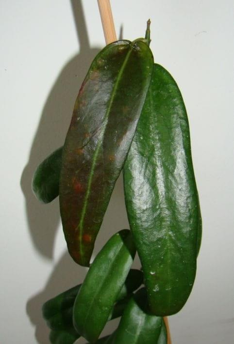 H. scortechinii (sp. Sabah)