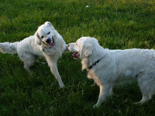 Brutus i Duffel, Park Bródnowski, 2011