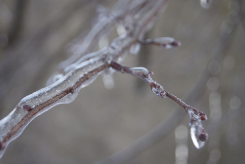 Roślinność pokryta lodem #OblodzoneRośliny #PrzyrodaZimą #rośliny #SrogaZima #zima