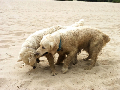 Brutus i Duffel, Wisła, czerwiec 2011