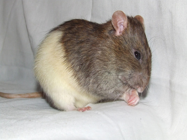 Sucharek #szczury #szczur #rat #rats