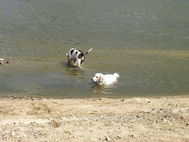 Brutus i Lola, Wisła, czerwiec 2011