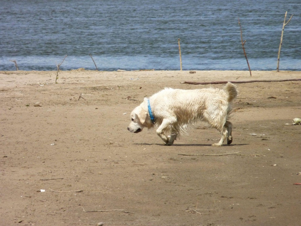 Brutus, Wisła, czerwiec 2011