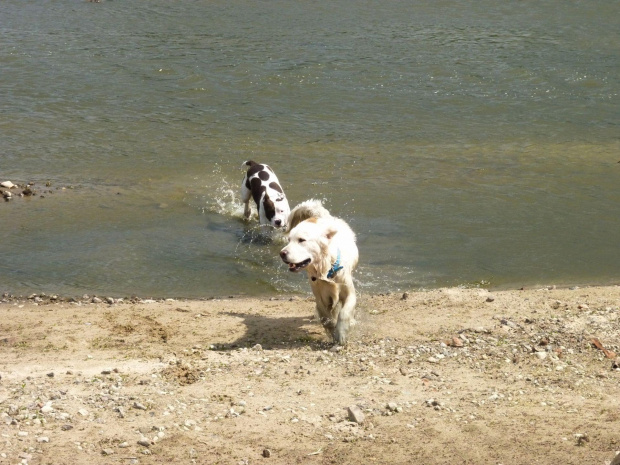 Brutus i Lola, Wisła, czerwiec 2011