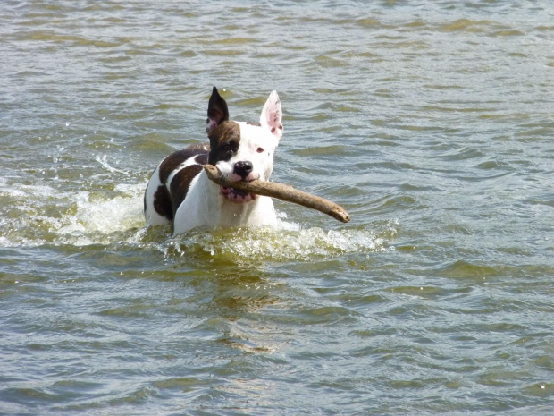 Lola, Wisła, czerwiec 2011