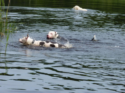 Benek i Lola, Kruczek, lipiec 2011