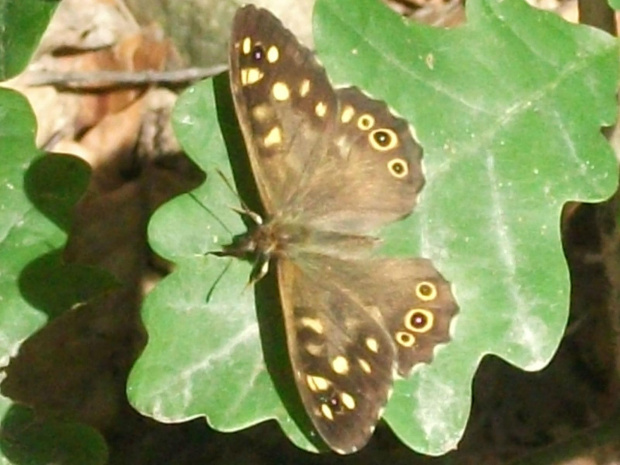 Osadnik egeria (Pararge aegeria) owad z rzędu motyli, z rodziny rusałkowatych (Nymphalidae).
W północnej i wschodniej części Europy występuje podgatunek tego motyla: P. a. tircis occurs brązowy z białymi "okami", natomiast w Europie południow...