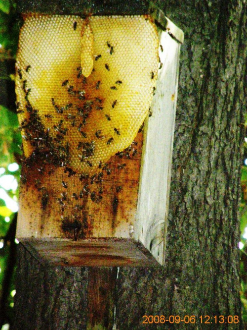 ten sam rój pszczół w stworzonym przez siebie ulu po dwóch miesiącach...
