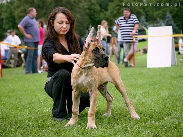 Sycylia Flosculi St. Fransiscus #PuppiesOfTaurus