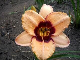 Winyah Dark Edge
