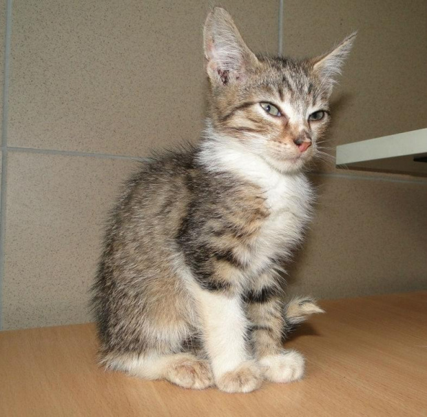 Koty do adopcji #AdopcjeZwierząt #DoAdopcji #dogo #kicie #kot #koty #miau #zwierzęta