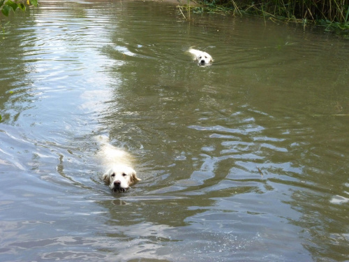 Brutus i Duffel, Choszczówka, lipiec 2011