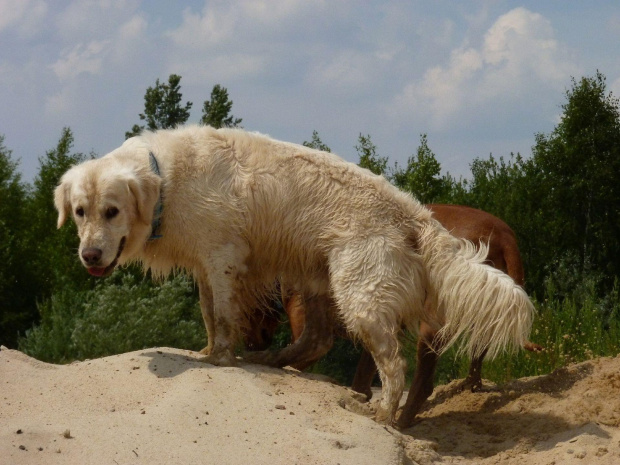 Brutus i Zoja, Choszczówka, lipiec 2011