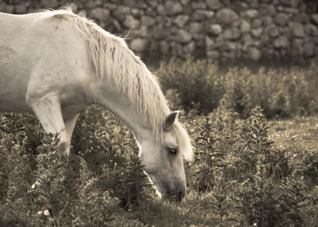 Horse #Barna #Cobh #Connemara #Cork #Dublin #Galway #Ireland #Irlandia #Podróże #Spidal