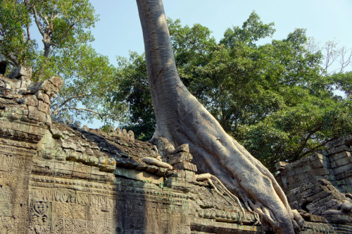Kambodża - ruiny Angkor #Kambodża #Angkor #drzewo