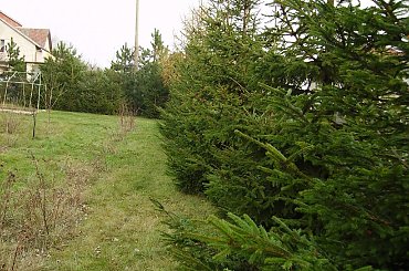 Spacer Po Lesie. #spacer #las #natura #drzewa #kwiaty #zieleń #jesień #popołudnie