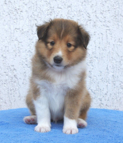 Hodowla Amber Sun, owczarek szetlandzki, sheltie #HodowlaAmberSun #OwczarekSzetlandzki #sheltie