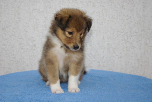 Hodowla Amber Sun, owczarek szetlandzki, sheltie #HodowlaAmberSun #OwczarekSzetlandzki #sheltie