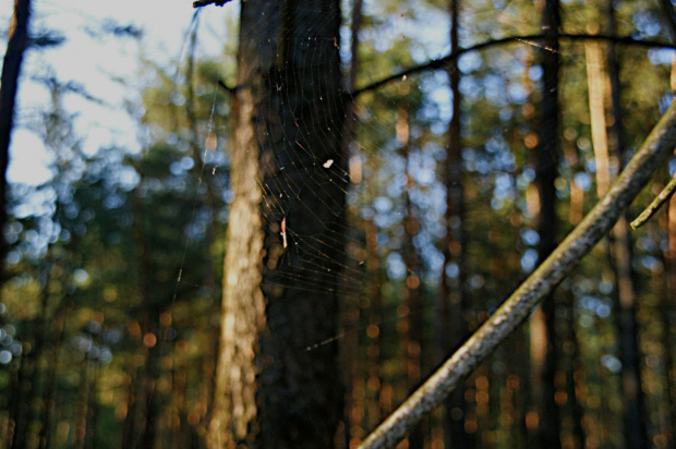 pajączek #pająk #pajęczyna #las #drzewo