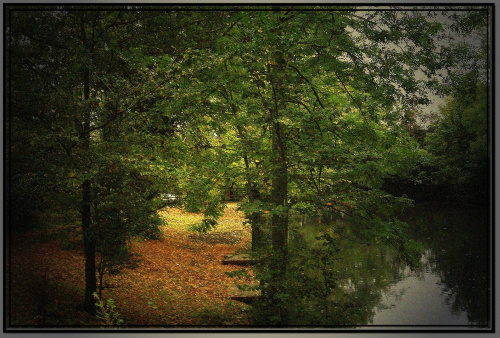 Jesiennie.. #Jesień #przyroda #natura #drzewa