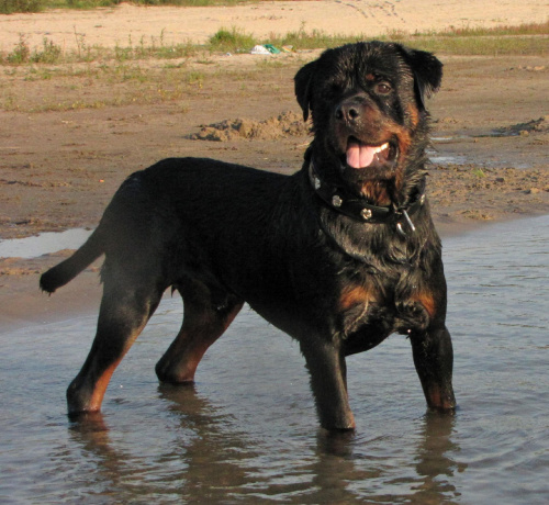 Amigo 2011-08-18 #amigo #psy #rottweiler