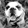 Buldog Angielski Marian Belmondo #BuldogAngielski #EnglishBulldog