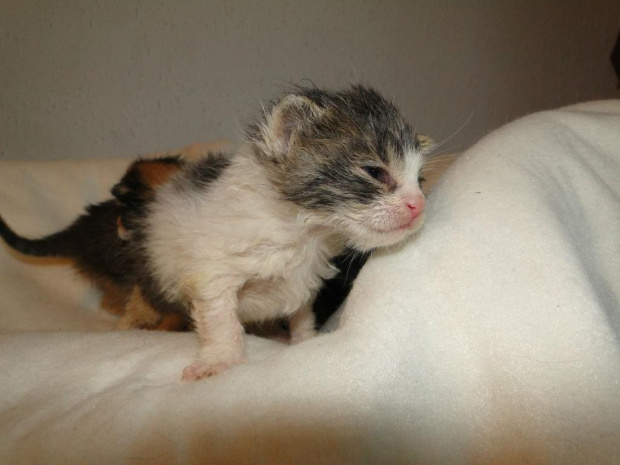 Koty do adopcji #adopcja #adopcje #Gliwice #kocięta #kot #kotki #koty #pomoc #przygarnę #schronisko #zaadoptuję #zwierzęta