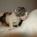 Koty do adopcji #adopcja #adopcje #Gliwice #kocięta #kot #kotki #koty #pomoc #przygarnę #schronisko #zaadoptuję #zwierzęta