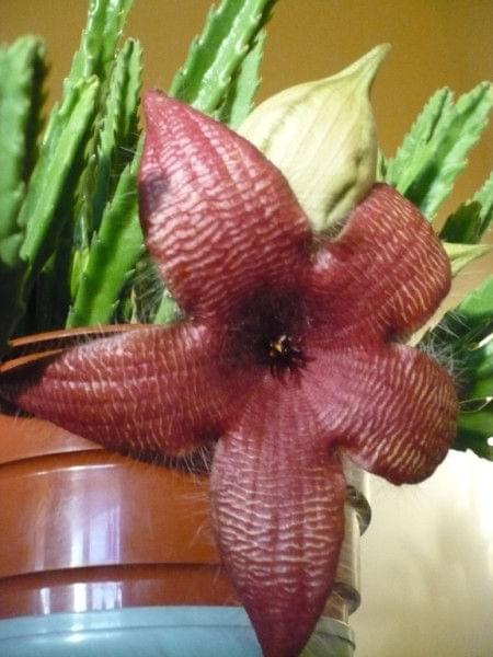 Stapelia grandiflora #kwiat #StapeliaGrandiflora