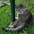 Koty do adopcji #adopcja #adopcje #Gliwice #kocięta #kot #kotki #koty #pomoc #przygarnę #schronisko #zaadoptuję #zwierzęta
