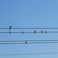 jaka to melodia? #ptaki #przyroda #muzyka #humor